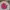Luxury Crop top Wanita pink photo 1