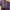 Lyle & Scott Sportswear Sweatshirt Pria purple photo 1