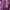Lyle & Scott Sportswear Sweatshirt Pria purple photo 2