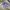 Disney Avant Garde Wanita purple burgundy photo 1