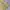 Y2K Lolita Blouse Wanita yellow photo 3