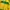 Adidas Vintage Casual Casual shirt Pria green yellow photo 2