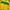 Adidas Vintage Casual Casual Shirt Pria Green Yellow