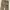 Hysteric Glamour Avant Garde Casual Casual trouser Wanita tan photo 3