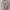 Argyle And Oxford Trench Coat Wanita Pink