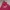 Streetwear Skater Hoody Pria burgundy photo 3