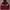 Adidas Luxury Hoody Pria red photo 1