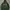 Sportswear Hoody Pria green photo 2