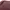 TBJ Nearby Streetwear Casual Sweater Pria burgundy photo 4