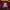 Casual Polo shirt Pria burgundy photo 3