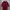 Casual Polo Shirt Pria Burgundy