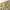 Y2K Lolita Skirt Wanita tan cream photo 2