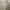 Crocodile Vintage Casual Polo shirt Pria white photo 3