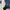 Cardinal Vintage Y2K Formal Shirt Pria Navy Blue