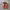 VANS Casual Sneakers Pria white red photo 4