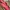 Sportswear Kids Pink