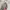 Adidas Indie Casual Casual shoe Pria red gray photo 8