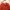 Hollister Streetwear Avant Garde Polo shirt Pria red photo 1