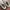 Nike Sportswear Sneakers Pria cream photo 5