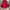 Adidas Streetwear Sportswear Windbreaker Pria red photo 1