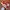 Adidas Streetwear Sneakers Pria white red photo 2