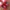 Adidas Streetwear Sneakers Pria white red photo 4