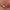 Puma Streetwear Sneakers Pria red photo 1