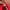 Puma Streetwear Sneakers Pria red photo 8