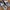 Nike Sportswear Sneakers Pria white black photo 4