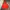 New Balance Casual Windbreaker Pria red photo 1