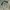 Sportswear Jersey Pria white green photo 1