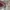 New Balance Streetwear Skater Sneakers Pria tan brown photo 3