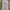 Dickies Vintage Streetwear Casual Pants Pria White