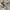 Adidas Streetwear Y2K Casual pants Pria tan cream photo 6