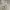 Adidas Streetwear Y2K Casual pants Pria tan cream photo 4