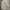 Adidas Streetwear Y2K Casual pants Pria tan cream photo 3