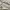 Adidas Streetwear Y2K Casual pants Pria tan cream photo 7