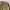 Gramicci Streetwear Sportswear Sweatpants & Joggers Pria tan photo 4