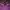 Feltics Indie Swimwear Pria Purple