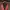 Casual Puffer Jacket Pria Red Brown