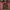 Casual Puffer jacket Pria red brown photo 3