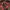 Casual Puffer Jacket Pria Red Brown