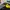 Nike Grunge Indie Polo shirt Pria black yellow photo 3