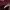 Champion Skater Casual Sweater Pria burgundy photo 4