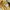 Grunge Indie Polo shirt Pria yellow photo 5