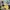 Grunge Indie Polo shirt Pria yellow photo 1