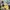 Grunge Indie Polo Shirt Pria Yellow