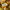 Indie Sweatshirt Pria yellow photo 5