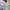 Champion Sportswear Minimalist T-shirt Pria gray photo 4
