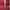 Casual T-shirt Wanita burgundy photo 1
